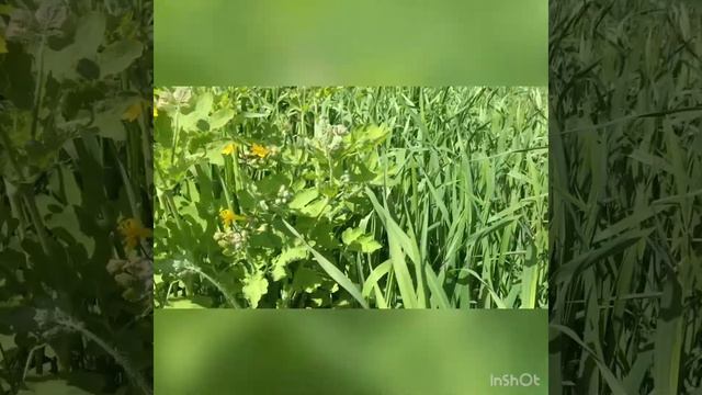 Ласточкина трава смотреть онлайн