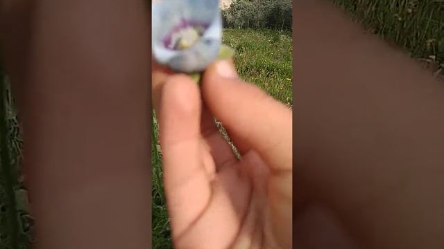 A medical plant of Ladakh suru valley "Codonopsis clematidea "" смотреть онлайн