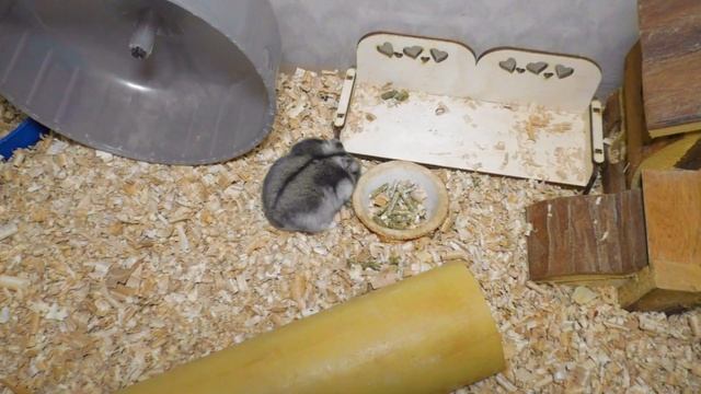 Хомячиха беременна – что делать? Как определить беременность у хомяка смотреть онлайн