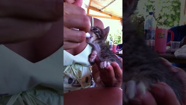 Дельфин, коты и высокие технологии смотреть онлайн