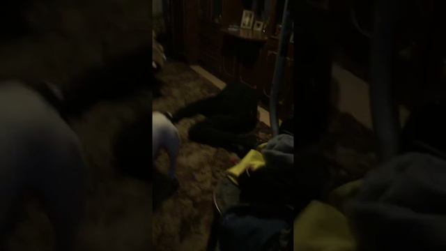 Не надо пытаться снашаться с собаками)))))00)0)) смотреть онлайн