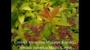 Спірея японська Magic Carpet (Мэджик Карпет)/ #Криничанська садиба