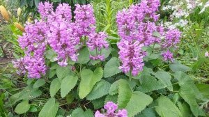 Цветет Буквица.Неприхотливый,яркий многолетник для сада.2022г.