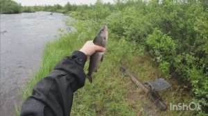 часть 1!  2024год! рыбалка на хариуса! бамбарда и мушка!