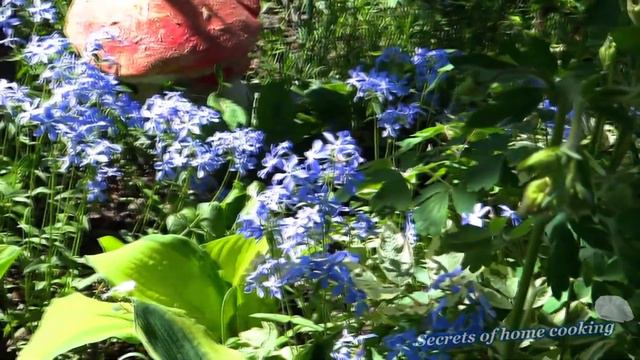 Phlox Blue, Irises, Lilac Flowers - Garden Flowers смотреть онлайн