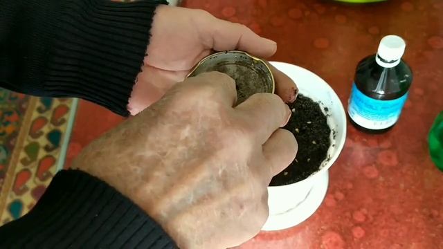 Перекись водорода для проращивания семян перца сладкого. смотреть онлайн