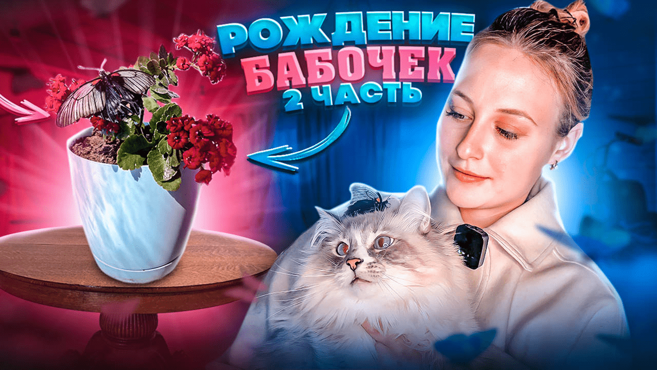 Рождение тропической бабочки дома? Бабочкарий «Флай-Флай» смотреть онлайн