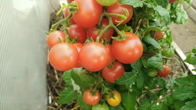 УСЫПНОЙ томат. ДВА УРОЖАЯ за сезон. Ранний, неприхотливый ПИНОККИО. Сибирский сад.Эксперимент. смотреть онлайн