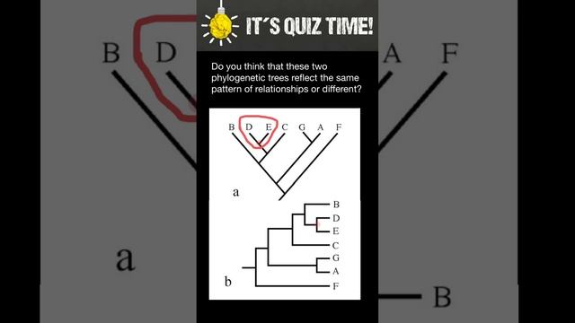 How clade help to define pattern of relationship in a phylogenetic trees смотреть онлайн