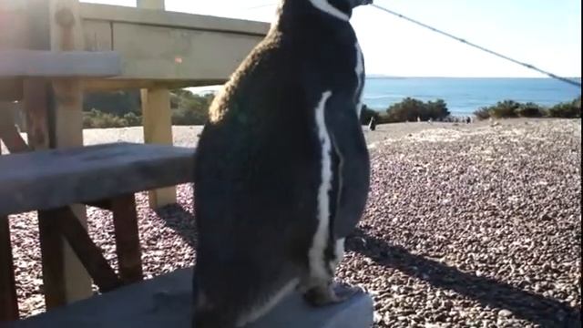 Аргентина Патагония Пунта Томбо Как пингвин забрался на ступеньку смотреть онлайн