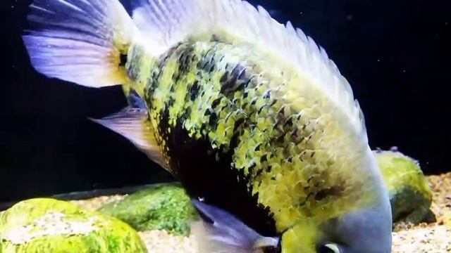 Pearsei Cichlid - (Cichlasoma pearsei) Pantano Cichlid смотреть онлайн
