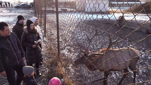 Trip To Russian Animal Farm & Pelmeni Dinner