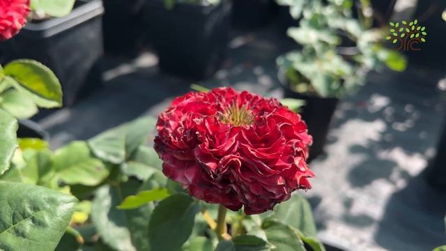 Роза чайно гибридная Ред Монстр (Red Monster). Обзор смотреть онлайн