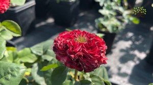 Роза чайно гибридная Ред Монстр (Red Monster). Обзор