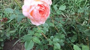 ВТОРОЕ ЦВЕТЕНИЕ-ЧИПЭНДЕЙЛ,МАТИАС КЛАУДИУС,ИОГАНН ШТРАУС.