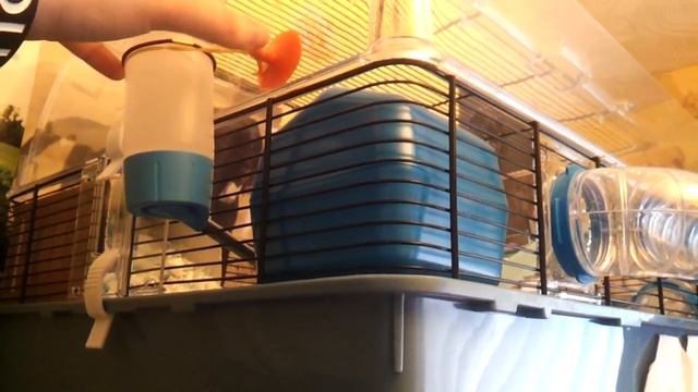Ziggy new cage смотреть онлайн