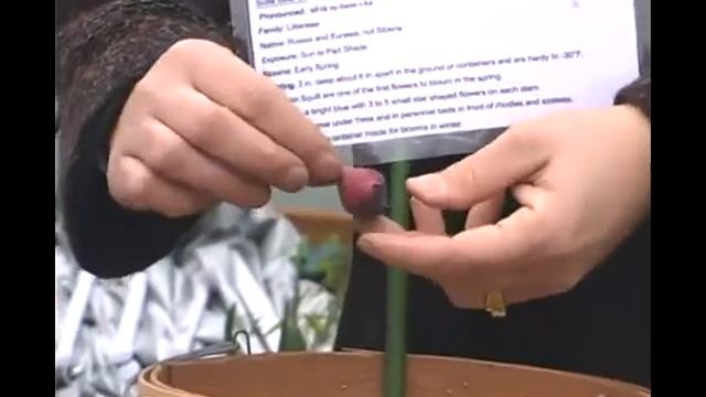 How To Pick Scilla Siberica Bulbs