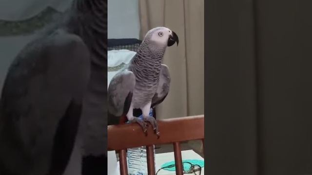 Пааапа! С днём рождения! Мазаль тов! смотреть онлайн