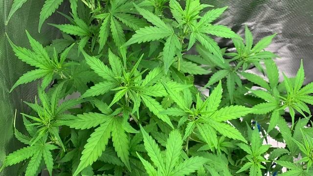 Amnesia auto flowering смотреть онлайн