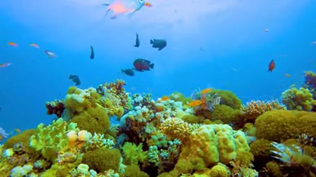 Aquarium 4K VIDEO (ULTRA HD) 🐠 Colorful Marine Life - Soothing Aquarium Relaxation смотреть онлайн