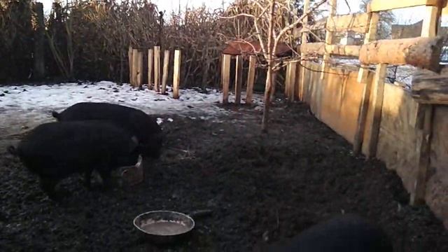 ч.8 Утренняя кормёжка #Кармалы #Ветдоктор от Бога. Все про кармалів смотреть онлайн