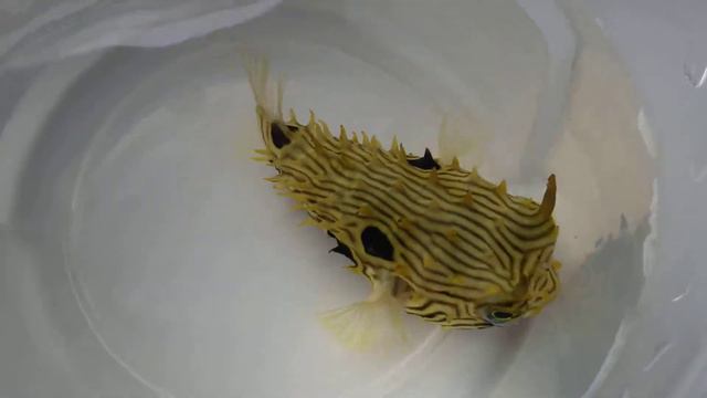 Diodon Нolocanthus «REEF EXCLUSIVE» смотреть онлайн