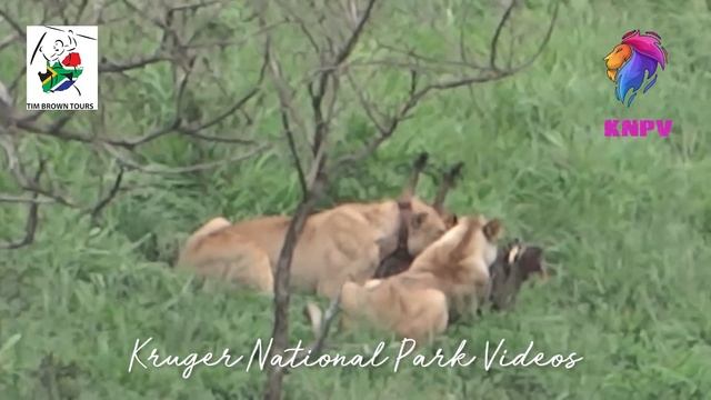 Lion Hunt And Eats Warthog | Latest Kruger Sightings