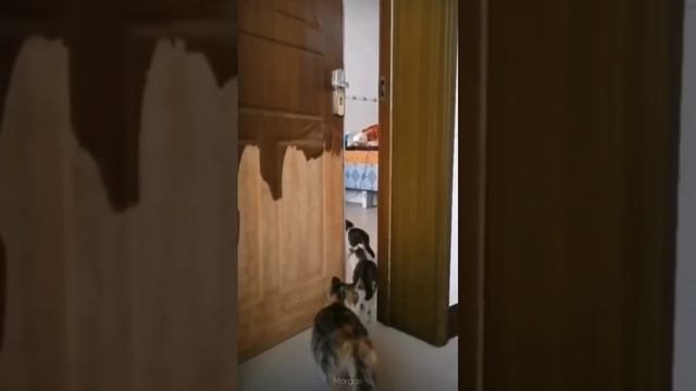 FUNNY CATS And DOGS ?? & Other ANIMALS ? New Funniest Animals Videos 2023 ?