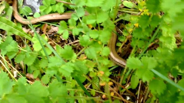 Anguis fragilis - Blindschleiche / Slow Worm смотреть онлайн