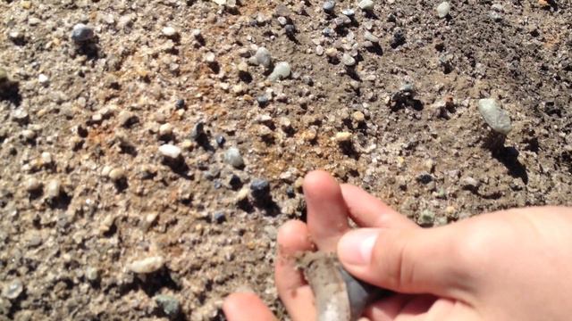 Nearly Flawless Shark Teeth from the Pliocene of South Carolina Winter 2013 смотреть онлайн