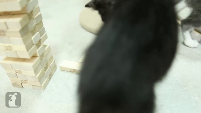 Kitty learns how to play Jenga, plays DIRTY. смотреть онлайн