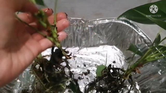 АНТУРИУМ. ПЕРЕСАДКА В МОХ. МЕНЯЮ ГРУНТ. 3 В 1. ВАНИЛЛА. Ч. 1 смотреть онлайн