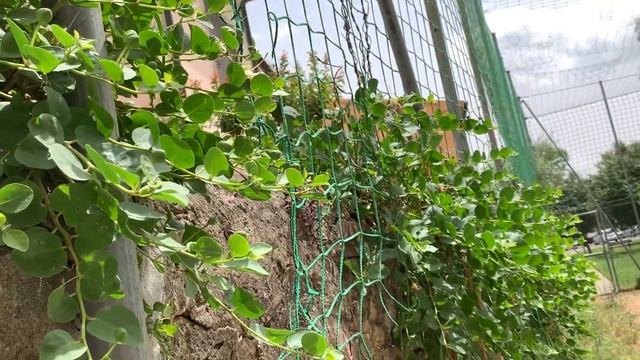 Так растут каперсы( видео не полное, загружено по ошибке, можно не смотреть)21 июня 2021 г. смотреть онлайн