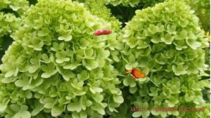 Гортензия метельчатая Мохито (mojito) ? обзор: как сажать, саженцы гортензии Мохито