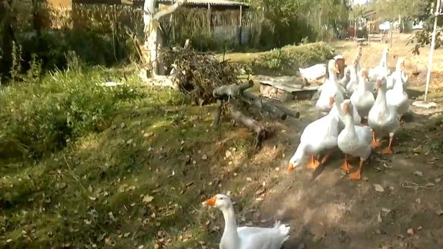 Гуси берут подъём в 35 градусов. смотреть онлайн