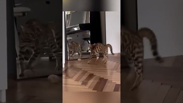 Котики первый раз видят себя #shorts