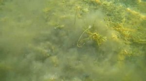 За золотом с Nokta Pulse Dive,подводный поиск с металлоискателем!