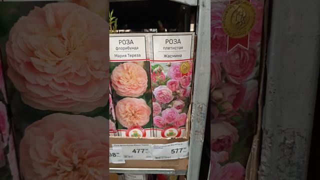 Леруа Мерлен Климовск еще больше новых роз! смотреть онлайн
