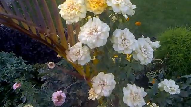 Beauty of natural plant смотреть онлайн