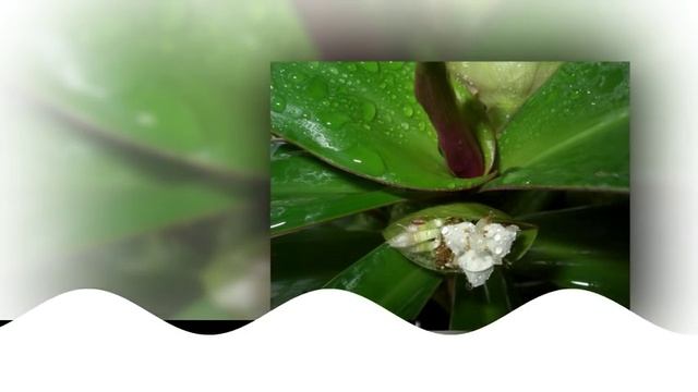 ЗОЛОТОЙ УС. КАЛЛИЗИЯ ДУШИСТАЯ. Уход и разведение. Аптека на подоконнике смотреть онлайн