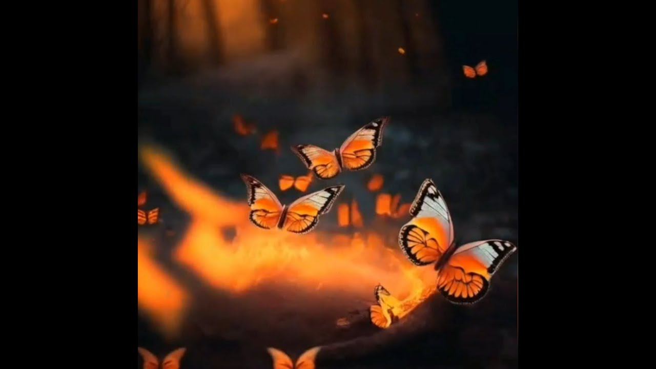 Dreamers MG, Мы - мотыльки