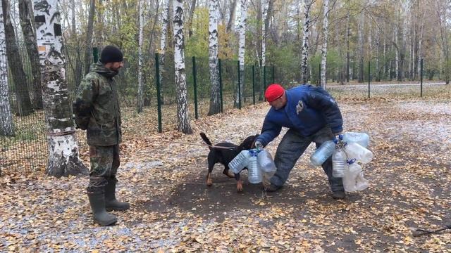 Фигурант Павел Губин. Работа с ротвеллером Дорс смотреть онлайн