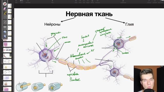 6.6. Нервная ткань. Строение синапса | Анатомия к ЕГЭ | Георгий Мишуровский смотреть онлайн
