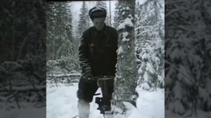 Валка леса бензопилой Дружба 60