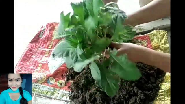 How to propagate Gerbera easily #propagation #free_plant #soumgardening смотреть онлайн