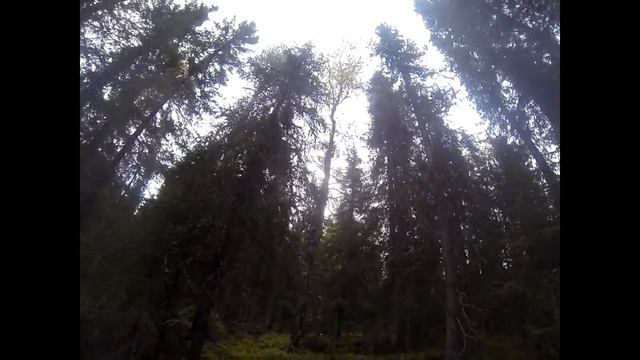 Охота на глухарином току. Осень. смотреть онлайн