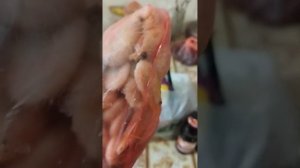 Как мама любит шизофреника сына некогда неработающего