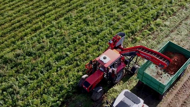 уборка моркови смотреть онлайн