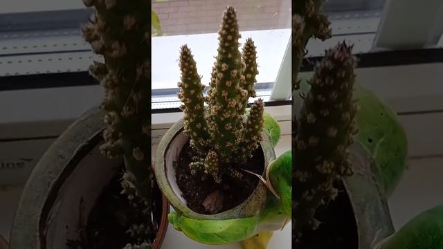 Суккуленты, комнатные растения смотреть онлайн