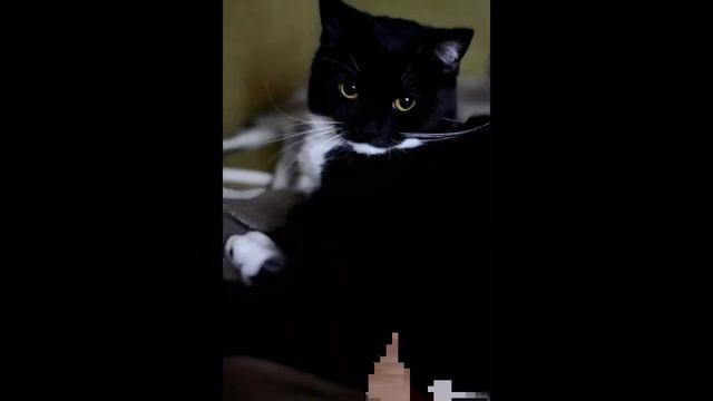 Maxwell The Cat but its Guitar смотреть онлайн